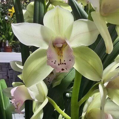 Cymbidium Lef Flor