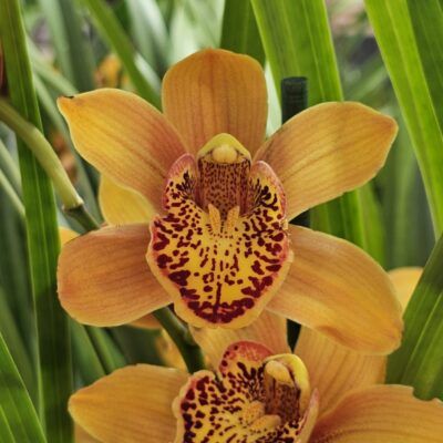 Cymbidium Majolica