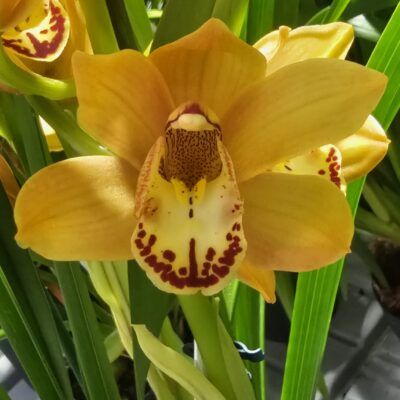 Cymbidium Midi Early Dream