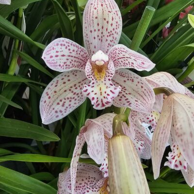 Cymbidium Pink Paulista