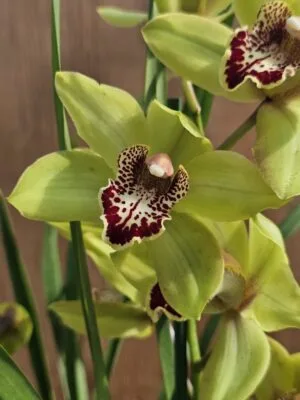 Orquídea Cymbidium Summer Pearl com flores brancas em floração