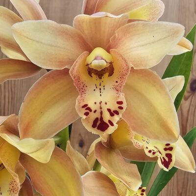 Cymbidium Tracey Flor