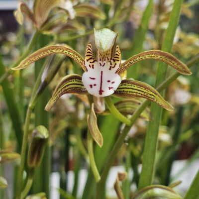 Cymbidium erythraeum