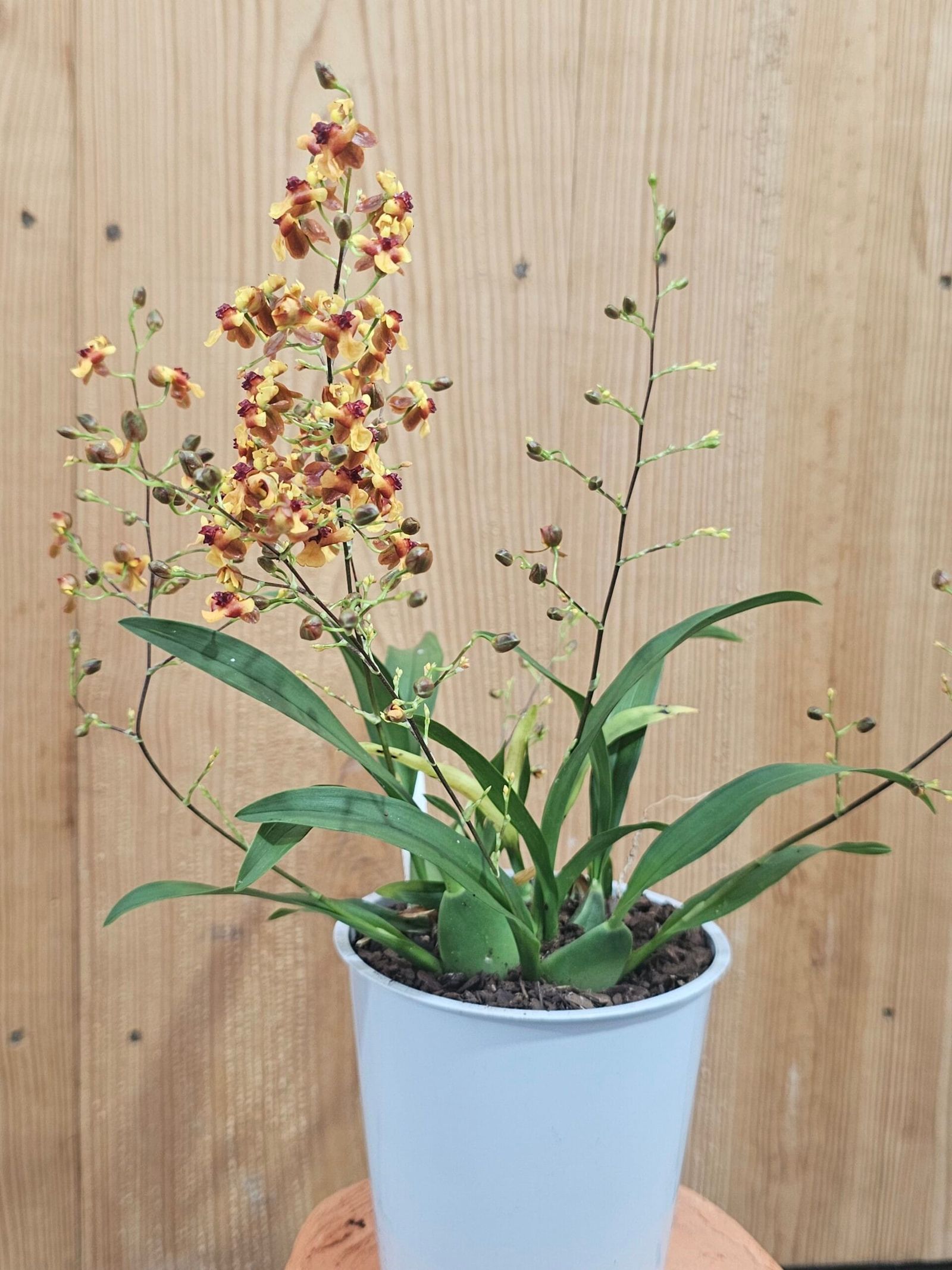 Oncidium Tiny Twinkle 'Anna' - Image 2