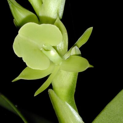 Epidendrum coriifolium