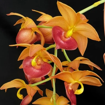 Cycnodes Taiwan Gold "Orange"