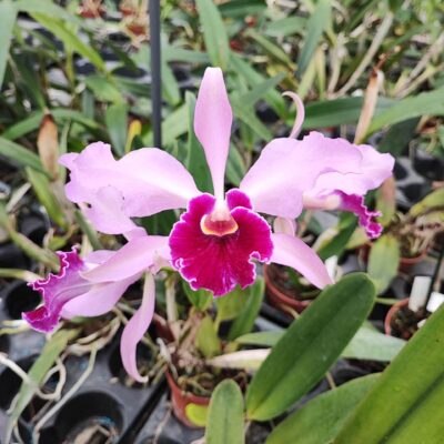 Laelia purpurata "Aco" x Cattleya Whitei "Coerulea"