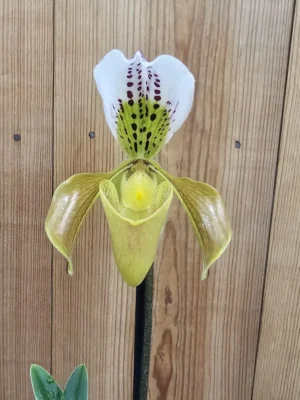 Orquídea Paphiopedilum gratrixianum com flor em formato de sapatinho brilhante em tons de castanho, verde e branco