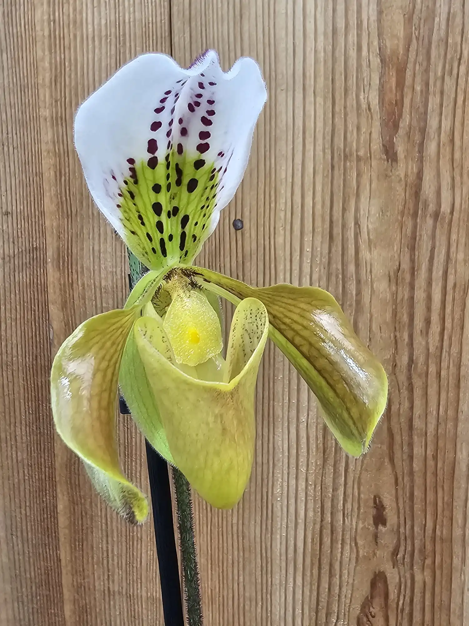 Paphiopedilum gratrixianum - Image 2