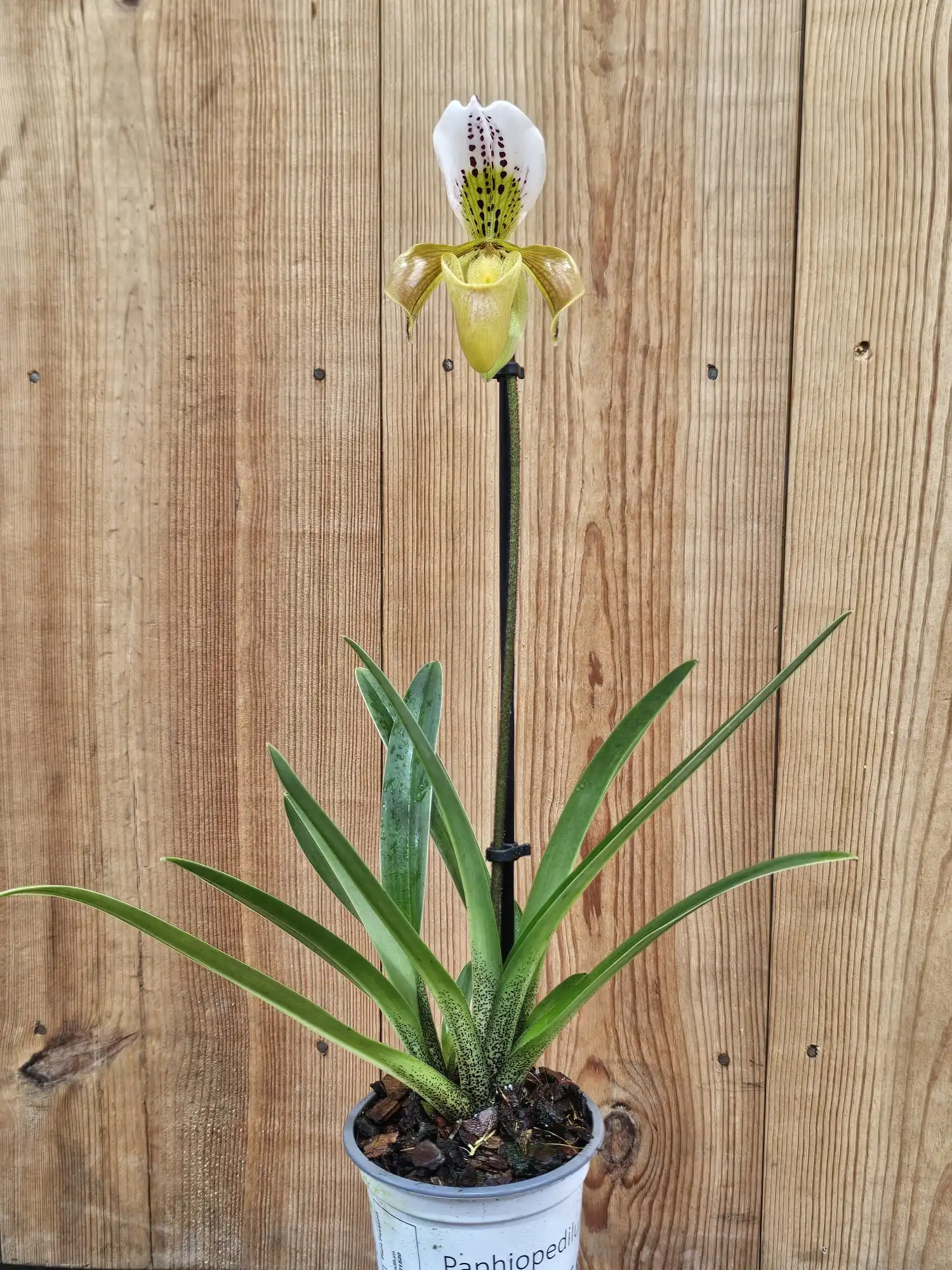 Paphiopedilum gratrixianum - Image 3