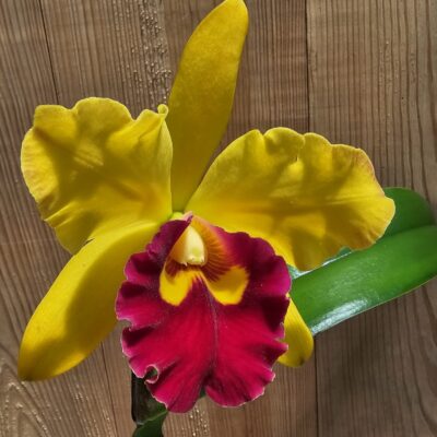 Blc. Rodrigo Suzuki