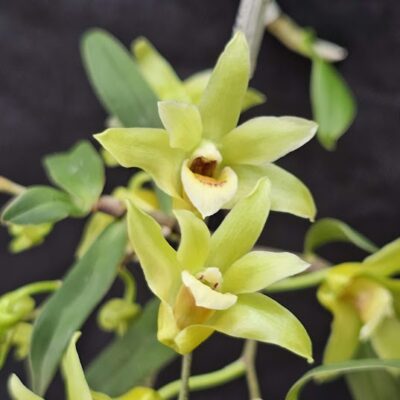 Dendrobium catenatum