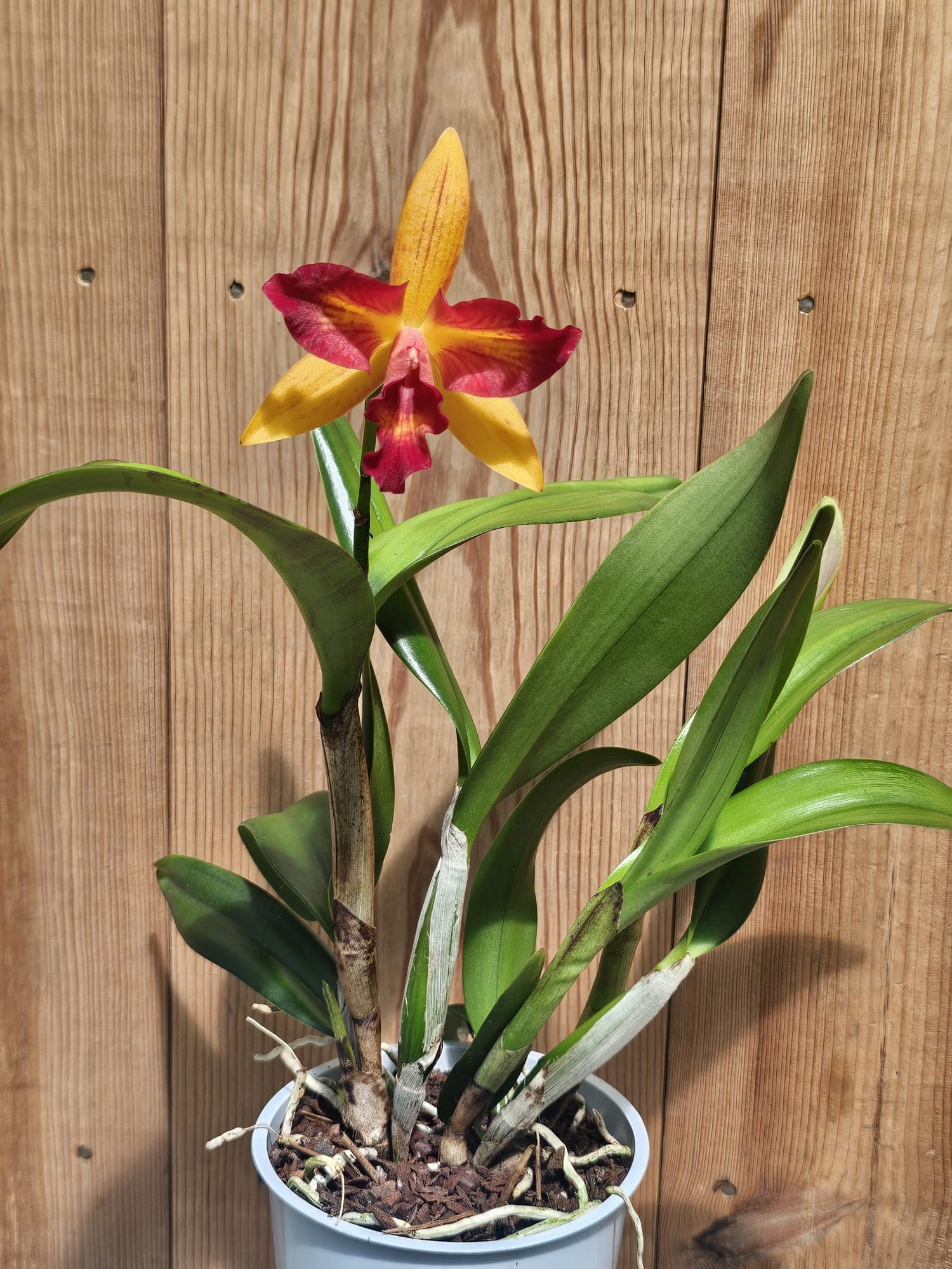 Cattleya Tropical Star - Image 3