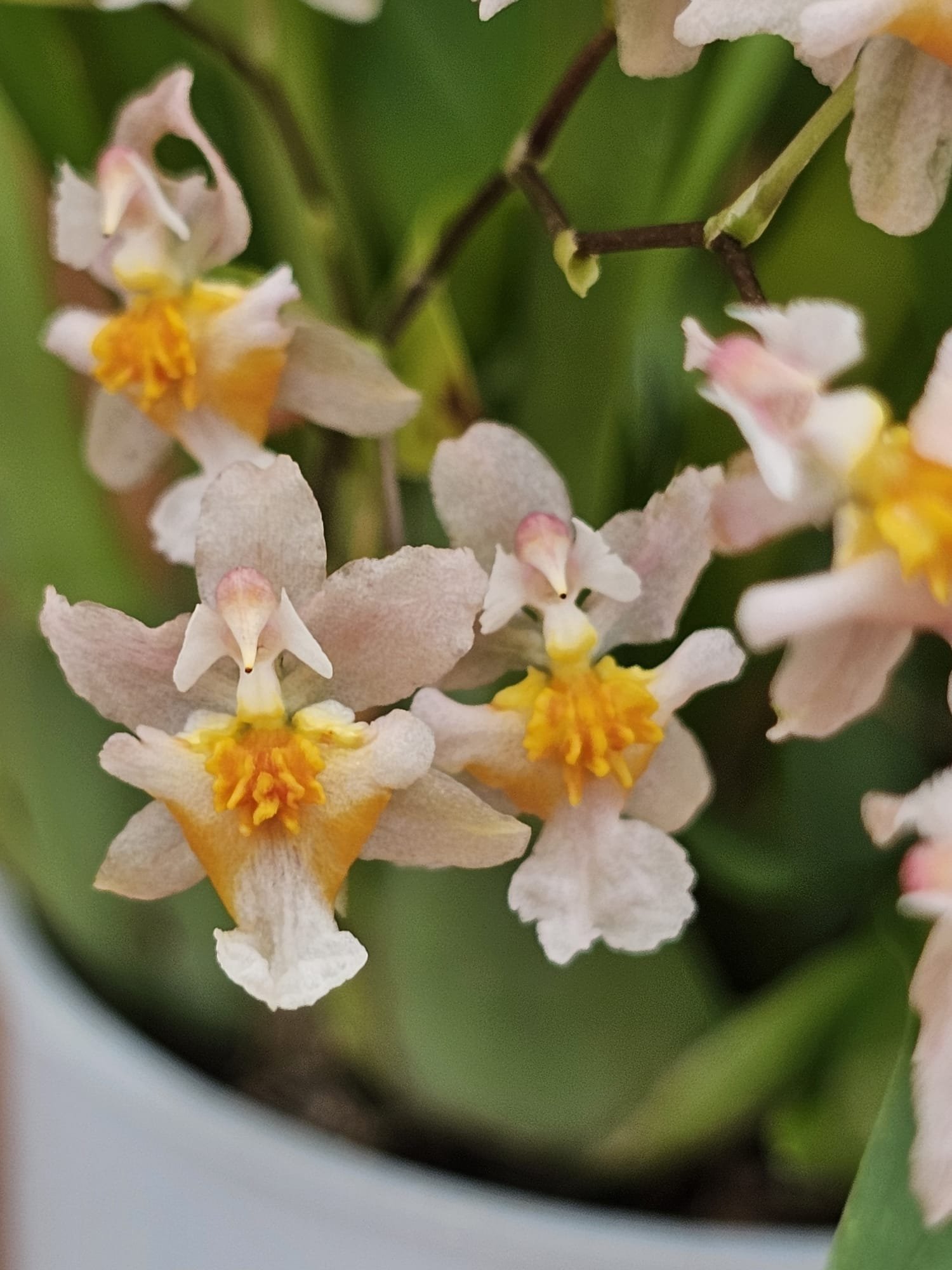 Oncidium Twinkle 'Tsiku Marguerite'