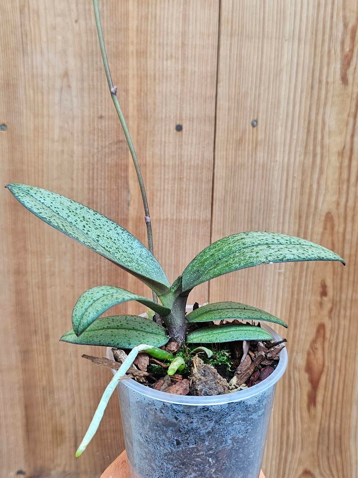 Doritis pulcherrima var. marmorata - Imagen 4