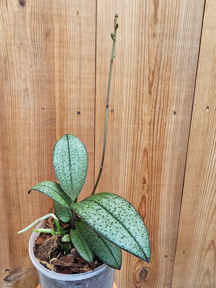 Doritis pulcherrima var. marmorata - Imagen 2