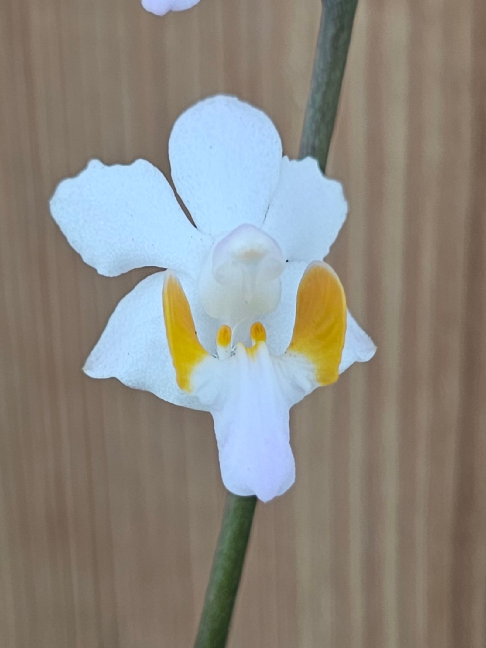 Doritis pulcherrima var. marmorata