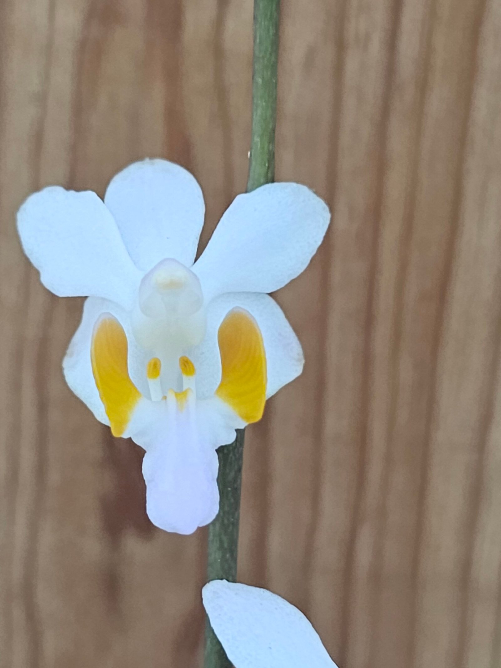 Doritis pulcherrima var. marmorata - Imagen 5