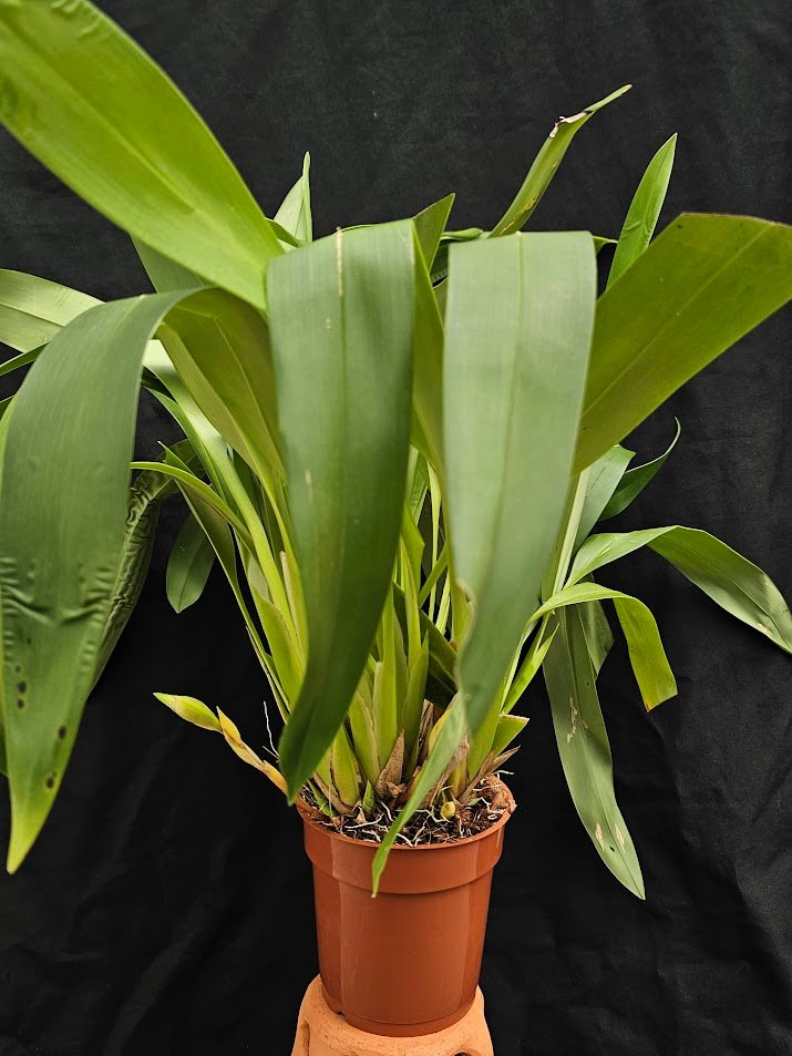 Maxillaria Goldberg - Image 4