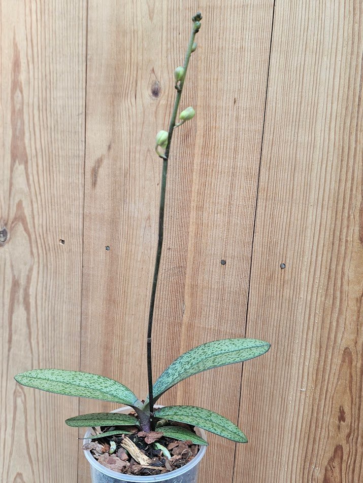 Doritis pulcherrima var. marmorata - Imagen 3