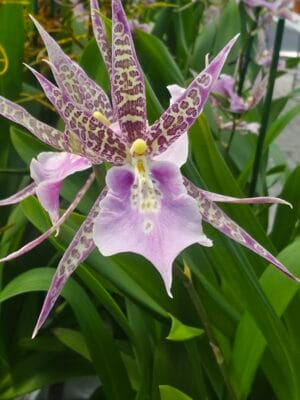 Orquídea Miltassia CM Fitch Izumi com flores em forma de estrela em tons de roxo, rosa e pintas castanhas