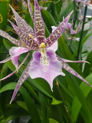 Orquídea Miltassia CM Fitch Izumi com flores em forma de estrela em tons de roxo, rosa e pintas castanhas