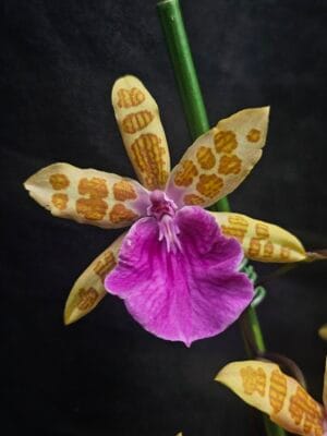 Orquídea Miltonia Belle Glade com flores exóticas e coloridas em plena floração