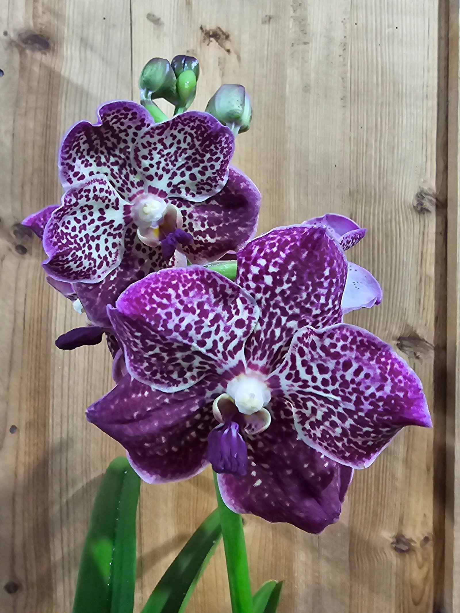 Vanda Divana Antique Mauve Plum