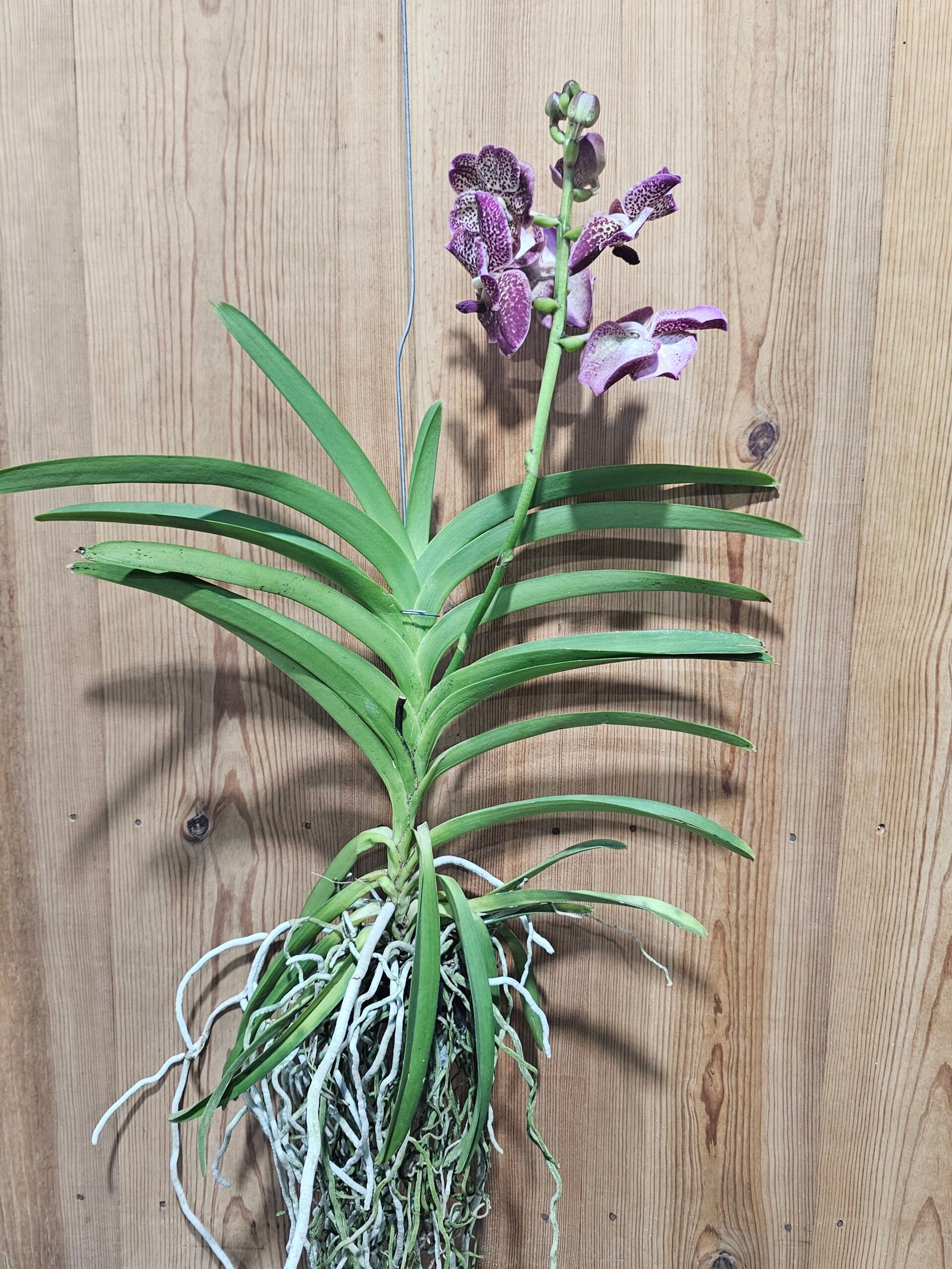 Vanda Divana Antique Mauve Plum - Image 2