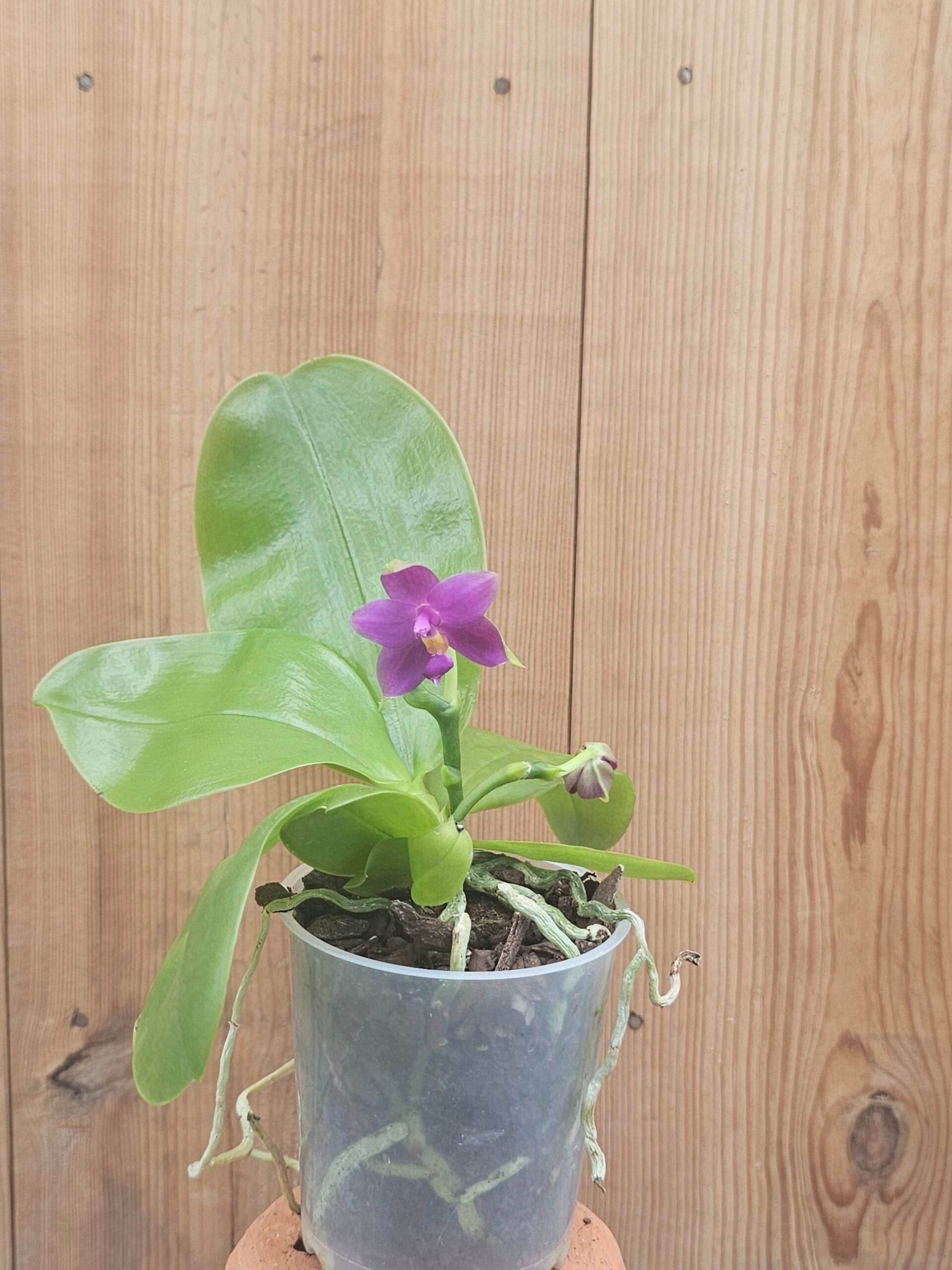 Phalaenopsis violacea indigo - Image 3