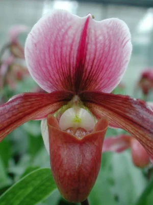 Orquídea Paphiopedilum Robin Hood com flor em formato de sapatinho em tons avermelhados e castanhos
