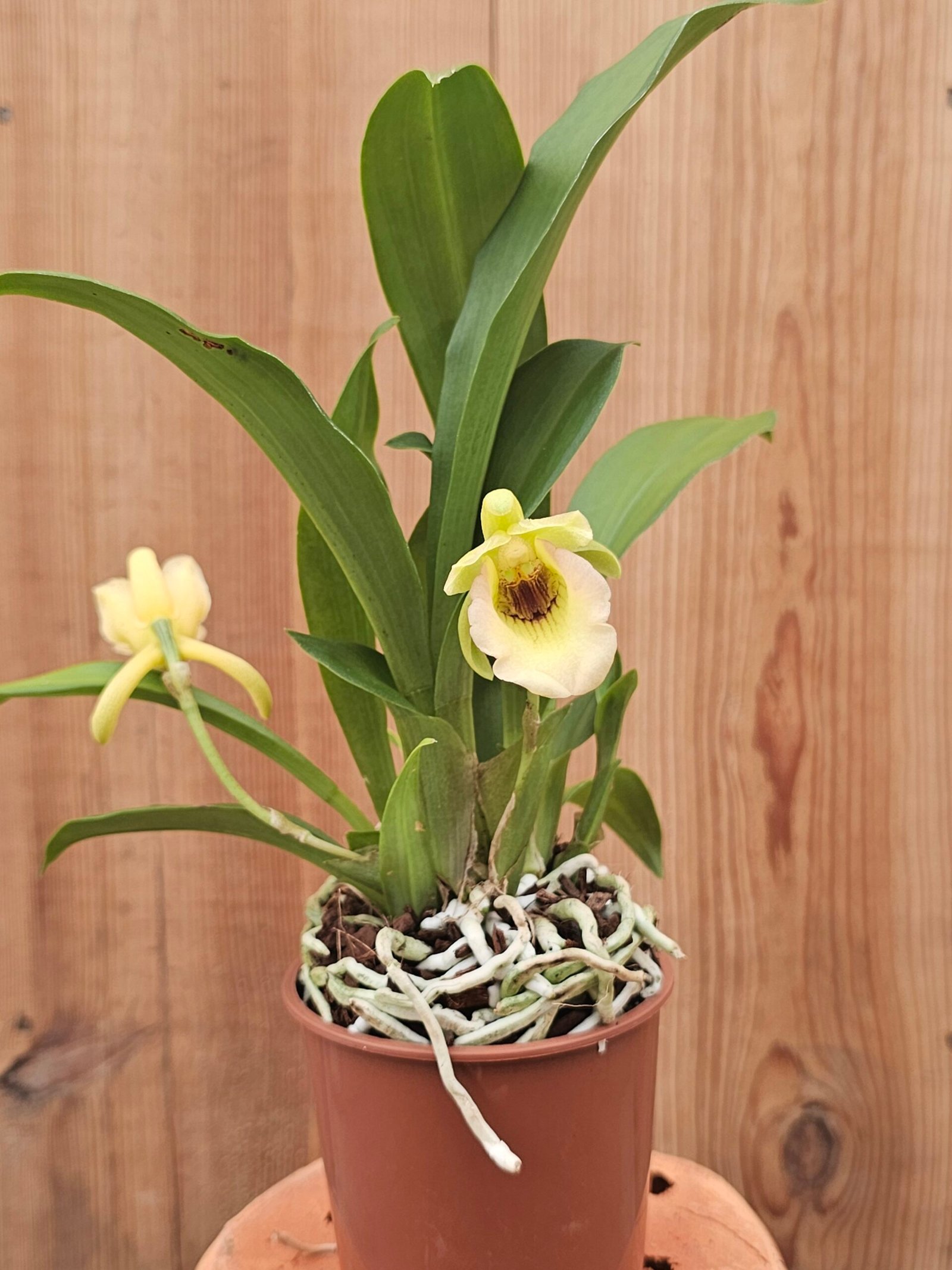 Cochleanthes - Image 4