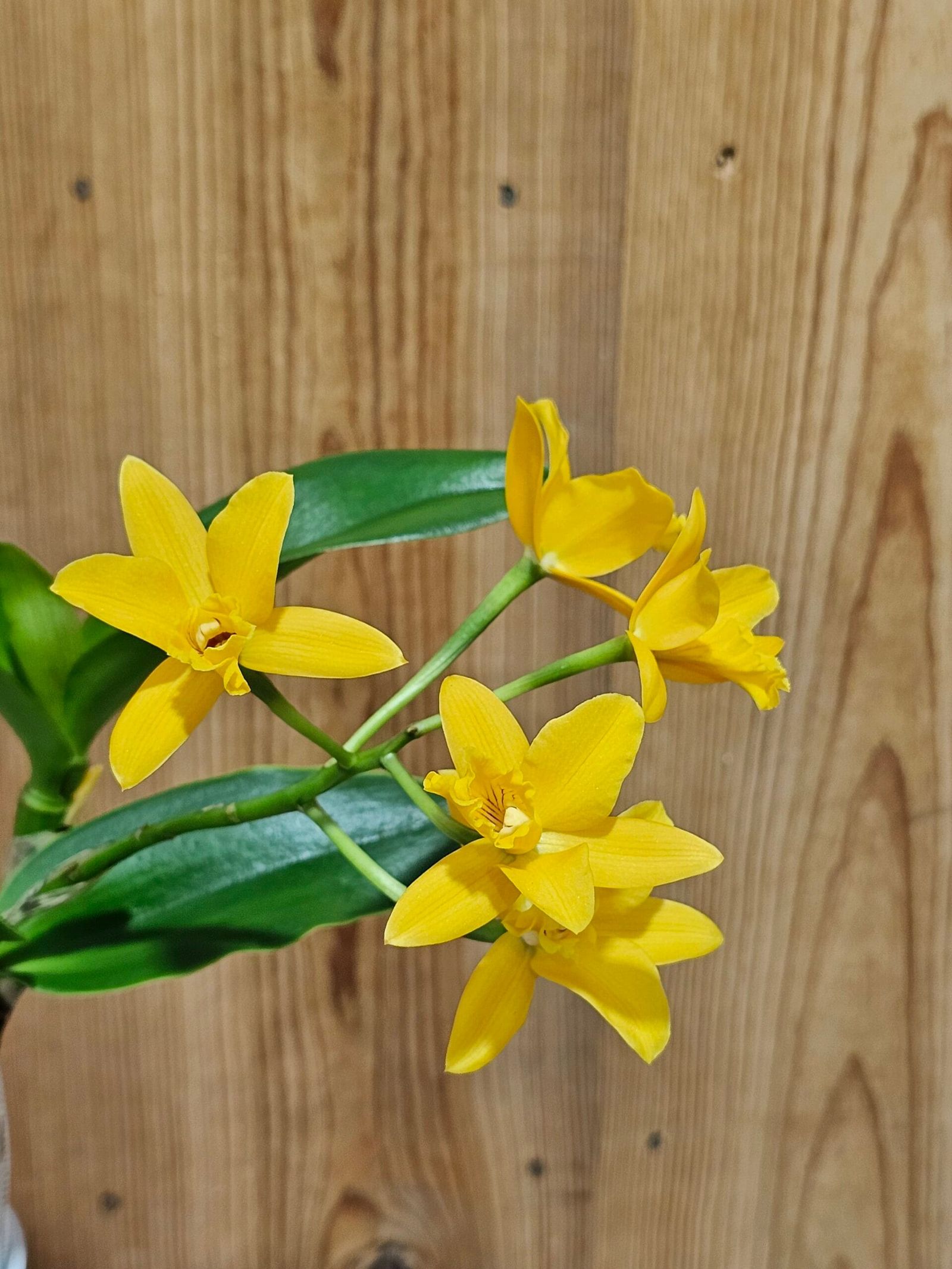 Cattleya Híbrida #1038 - Image 5