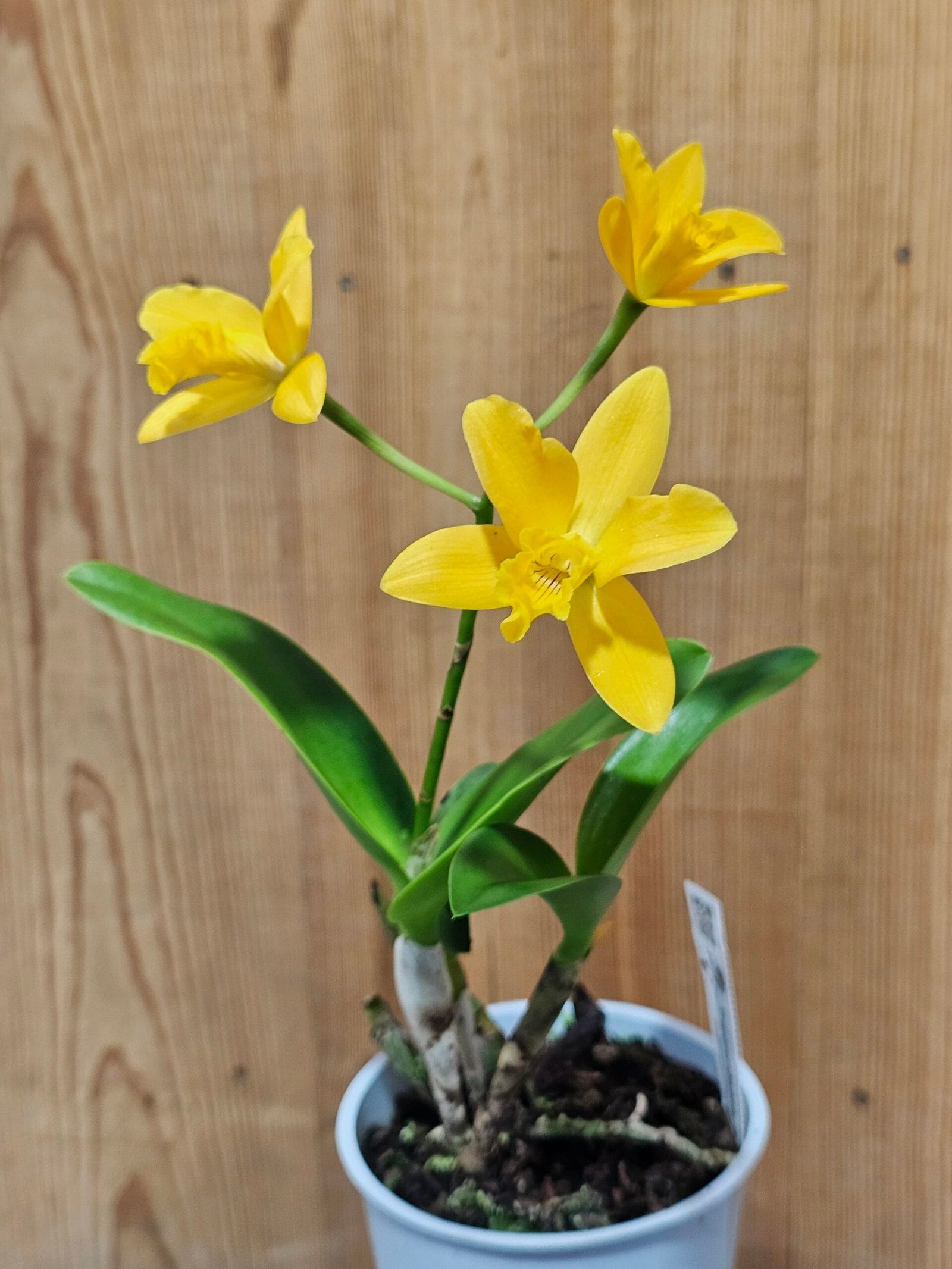Cattleya Híbrida #1038 - Image 6