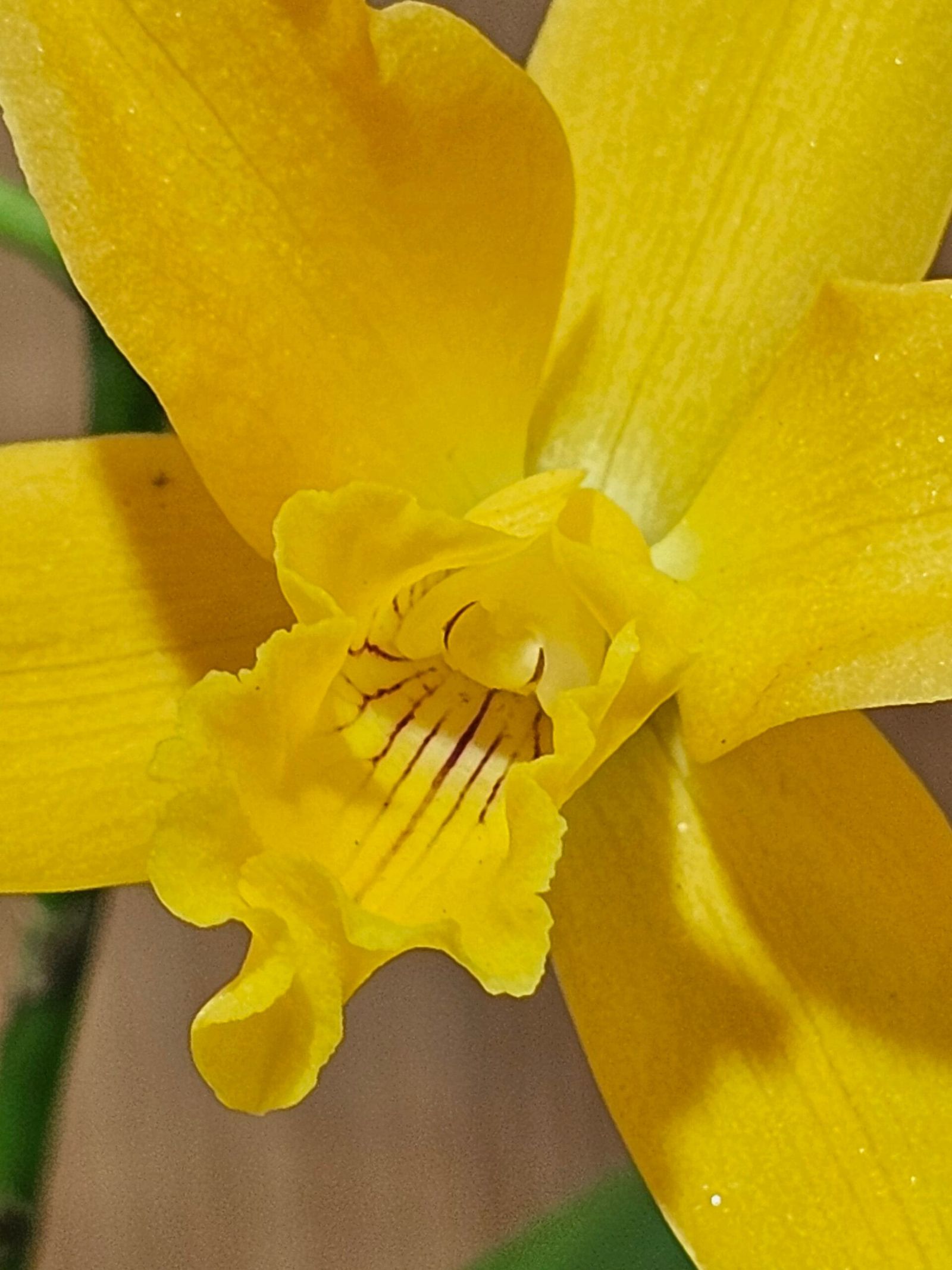Cattleya Híbrida #1038 - Image 3