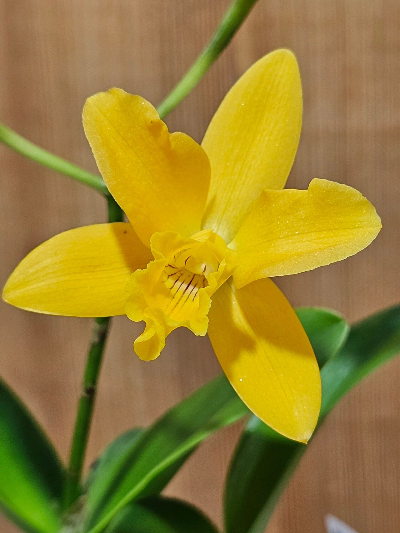 Cattleya Híbrida #1038