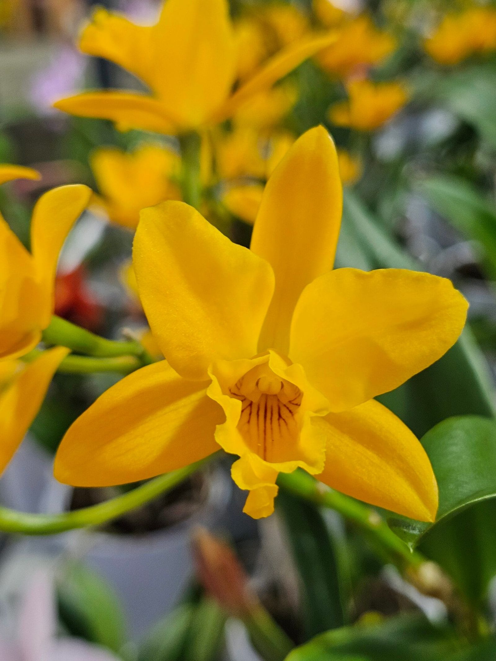 Cattleya Híbrida #1038 - Image 2