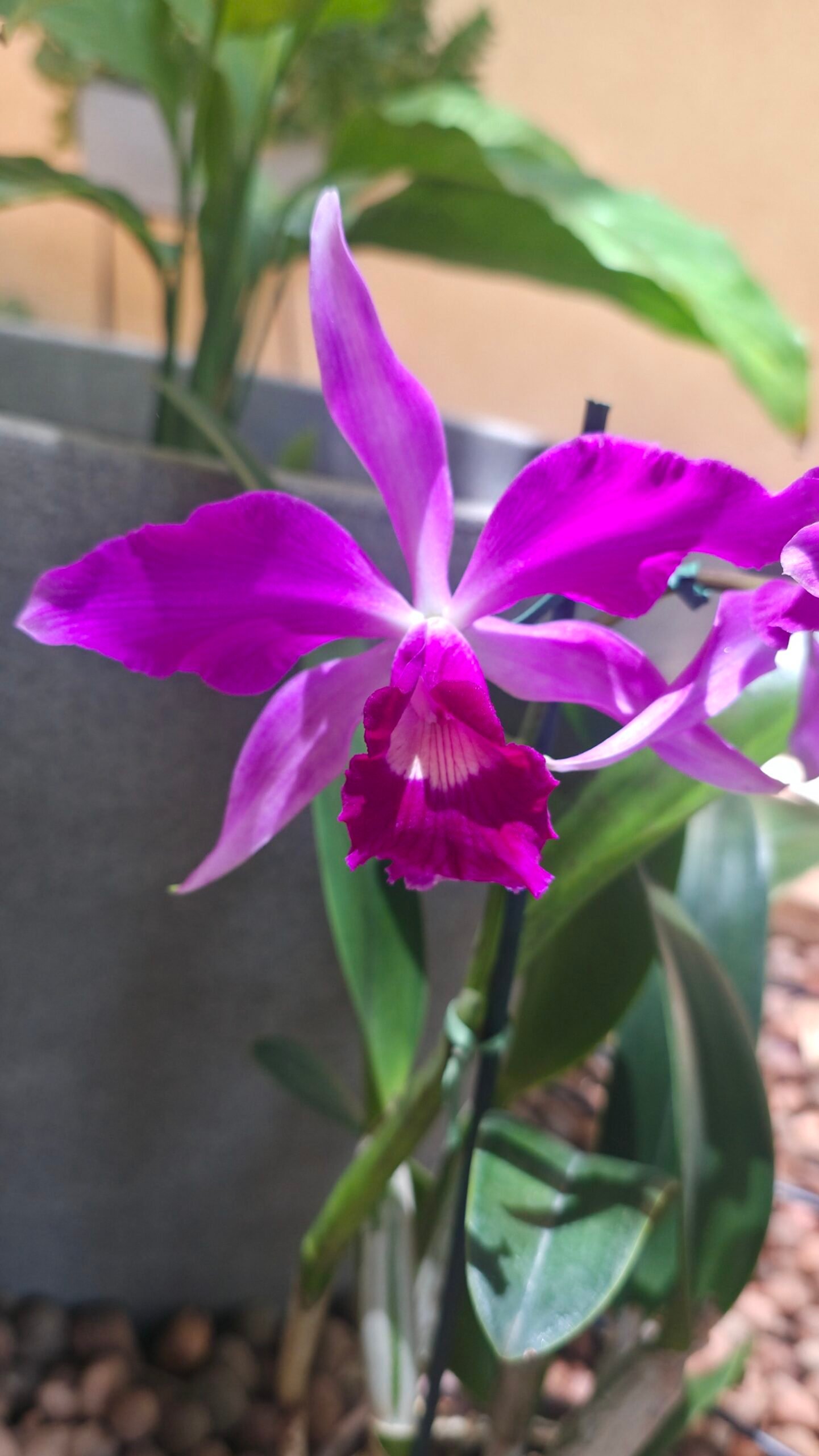 Laelia purpurata x C. violacea