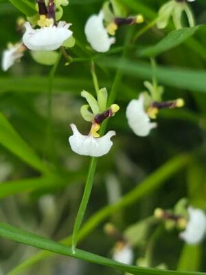 Mini orquídea Ornithophora radicans com delicadas flores brancas, amarelas e lilases em miniatura