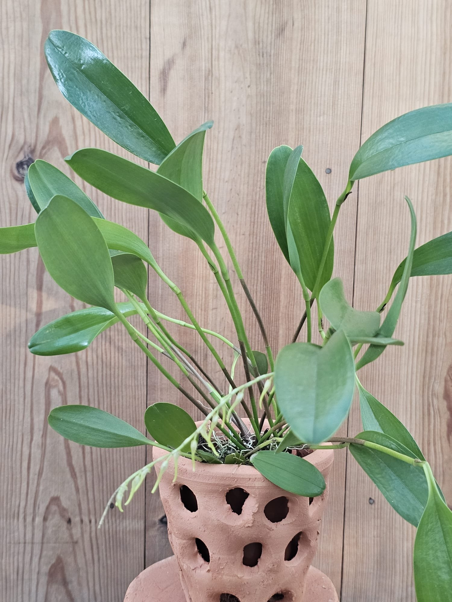Pleurothallis obovata - Image 3