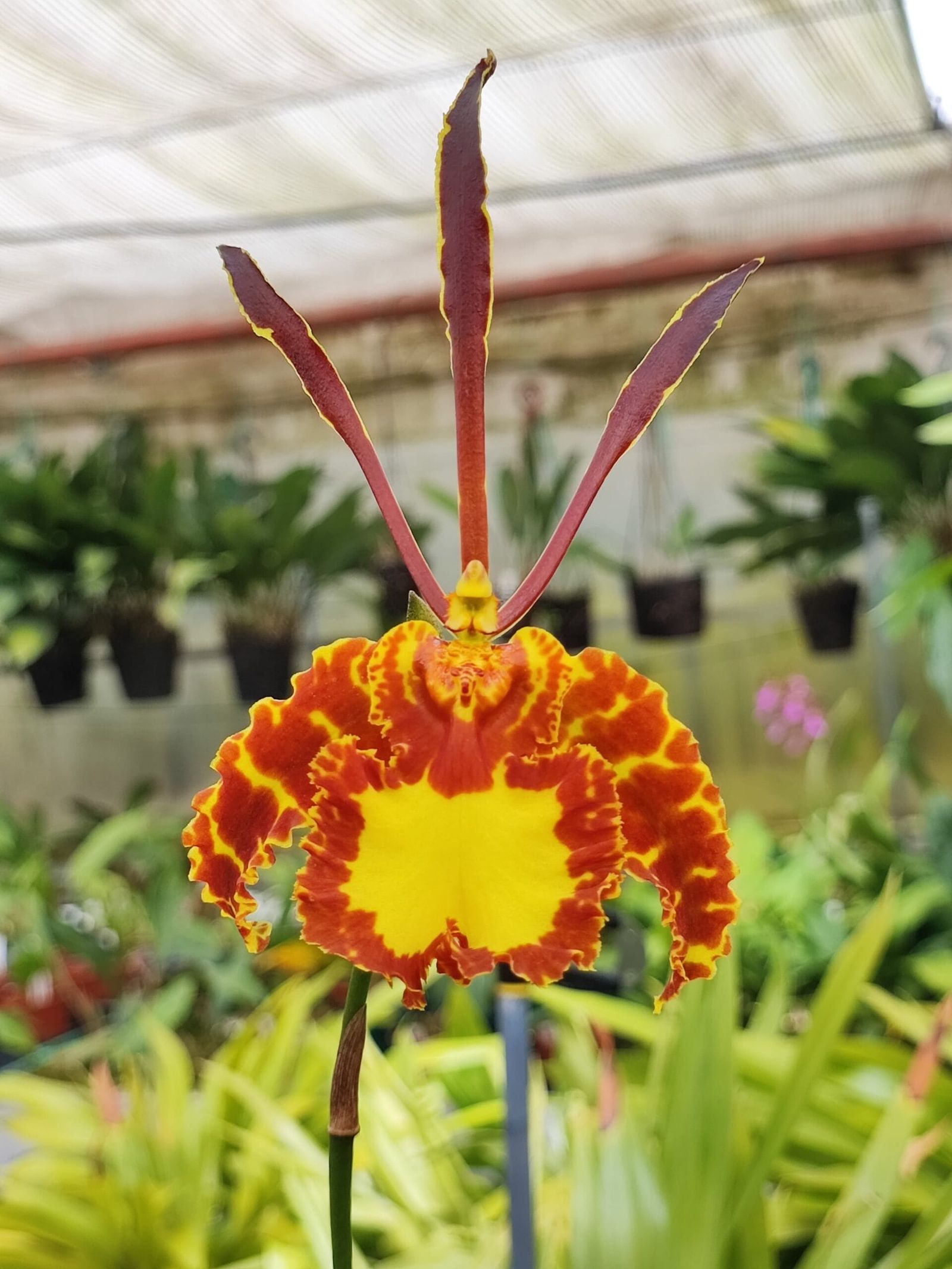 Psychopsis mariposa