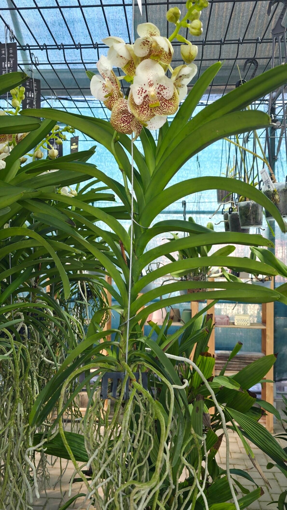 Vanda Divana Sea Shell - Image 3