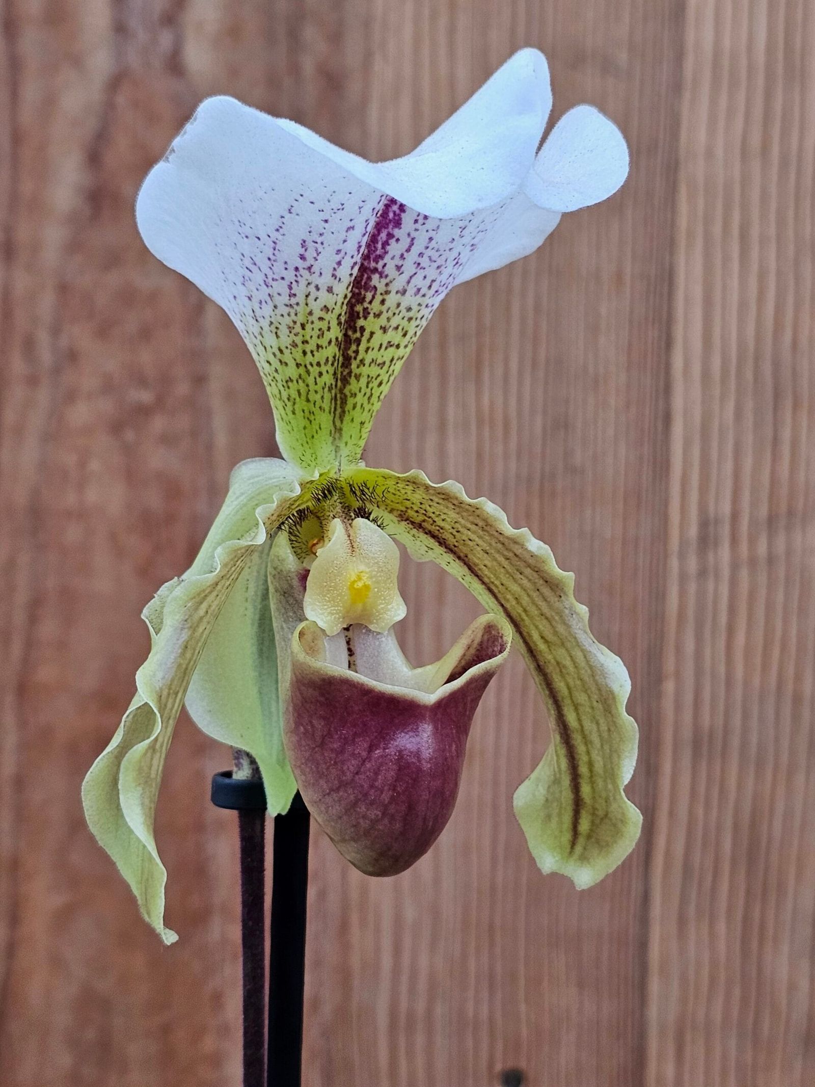 Paphiopedilum insigne - Image 3