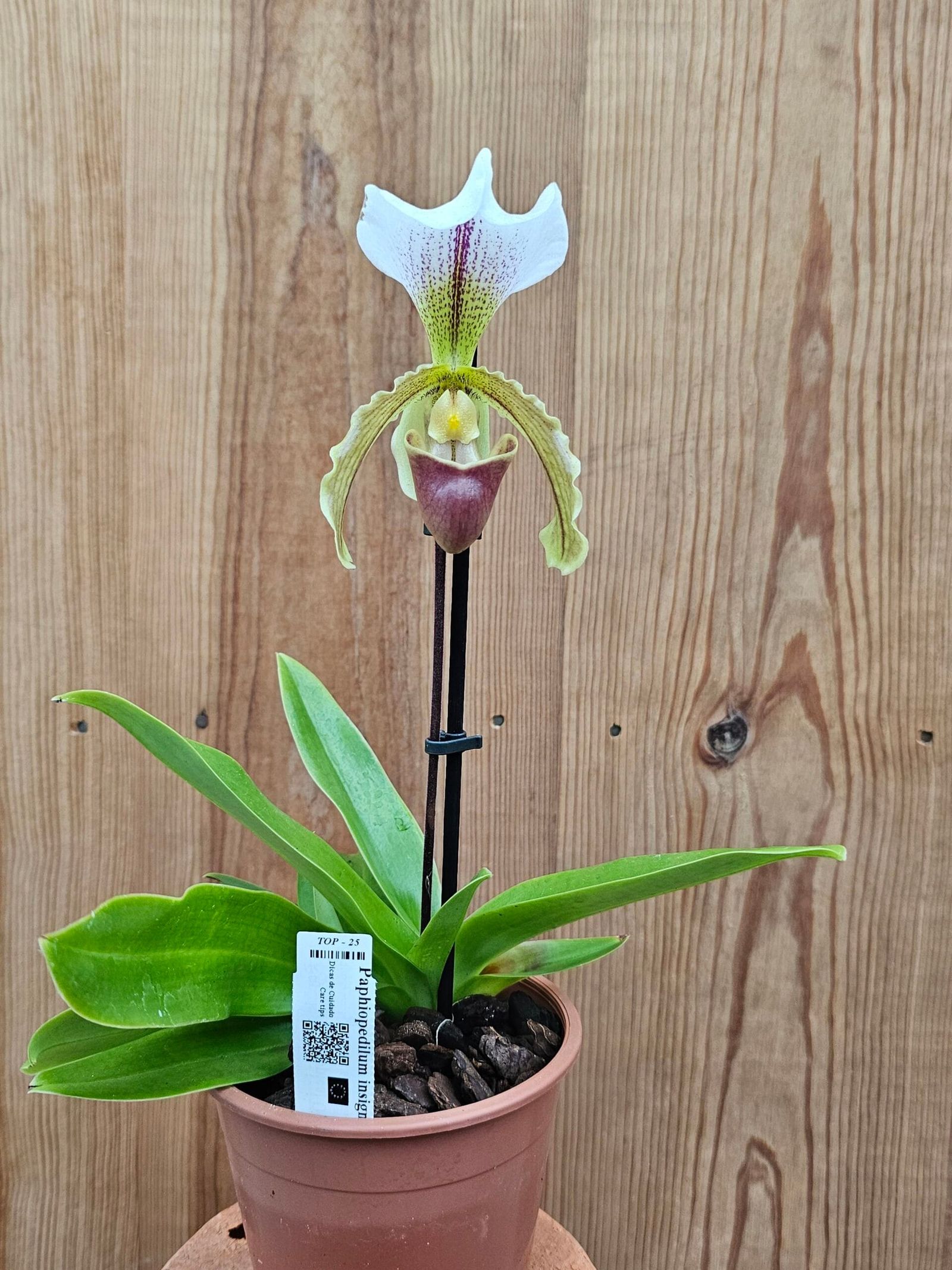 Paphiopedilum insigne - Image 2