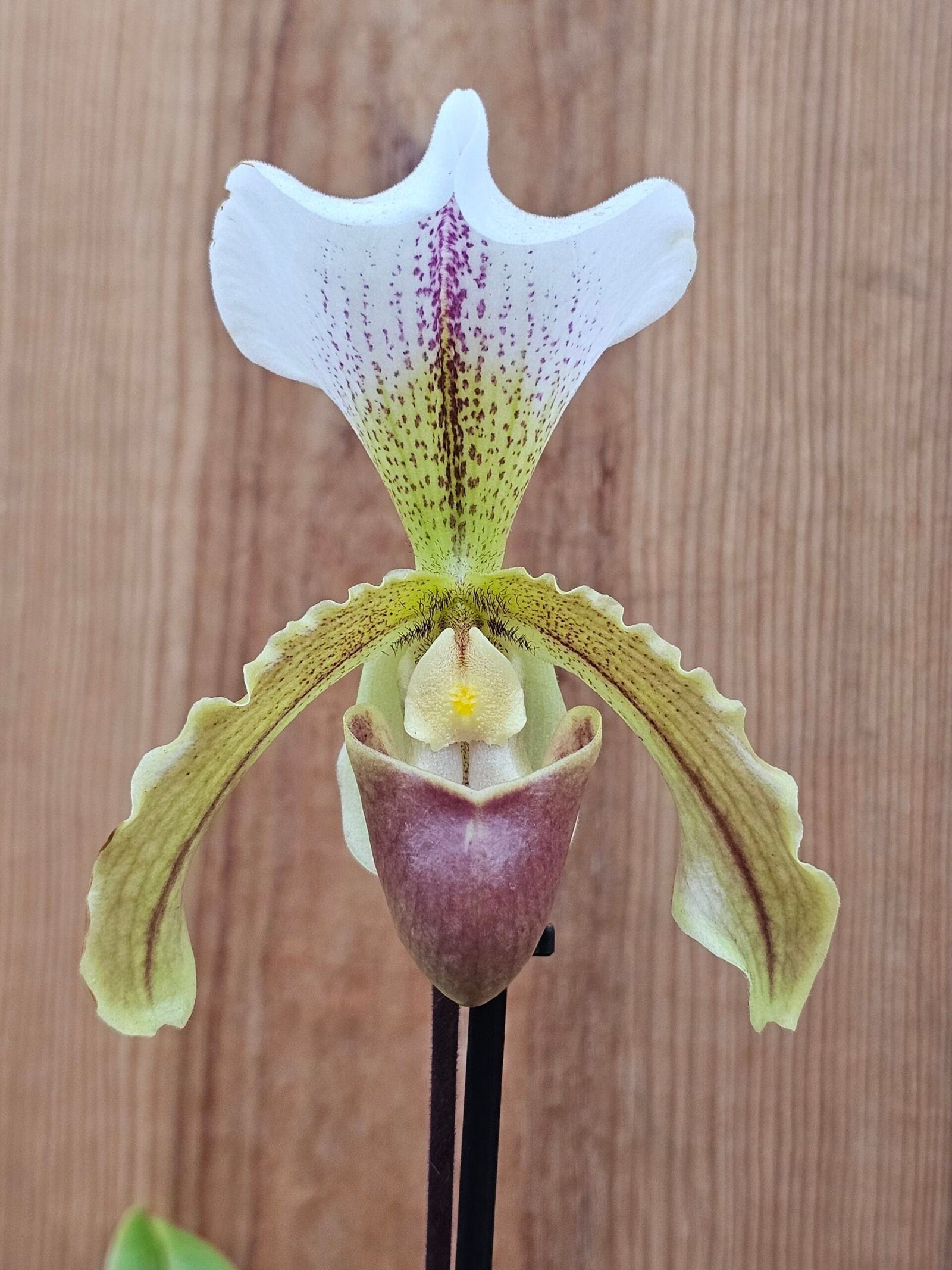 Paphiopedilum insigne