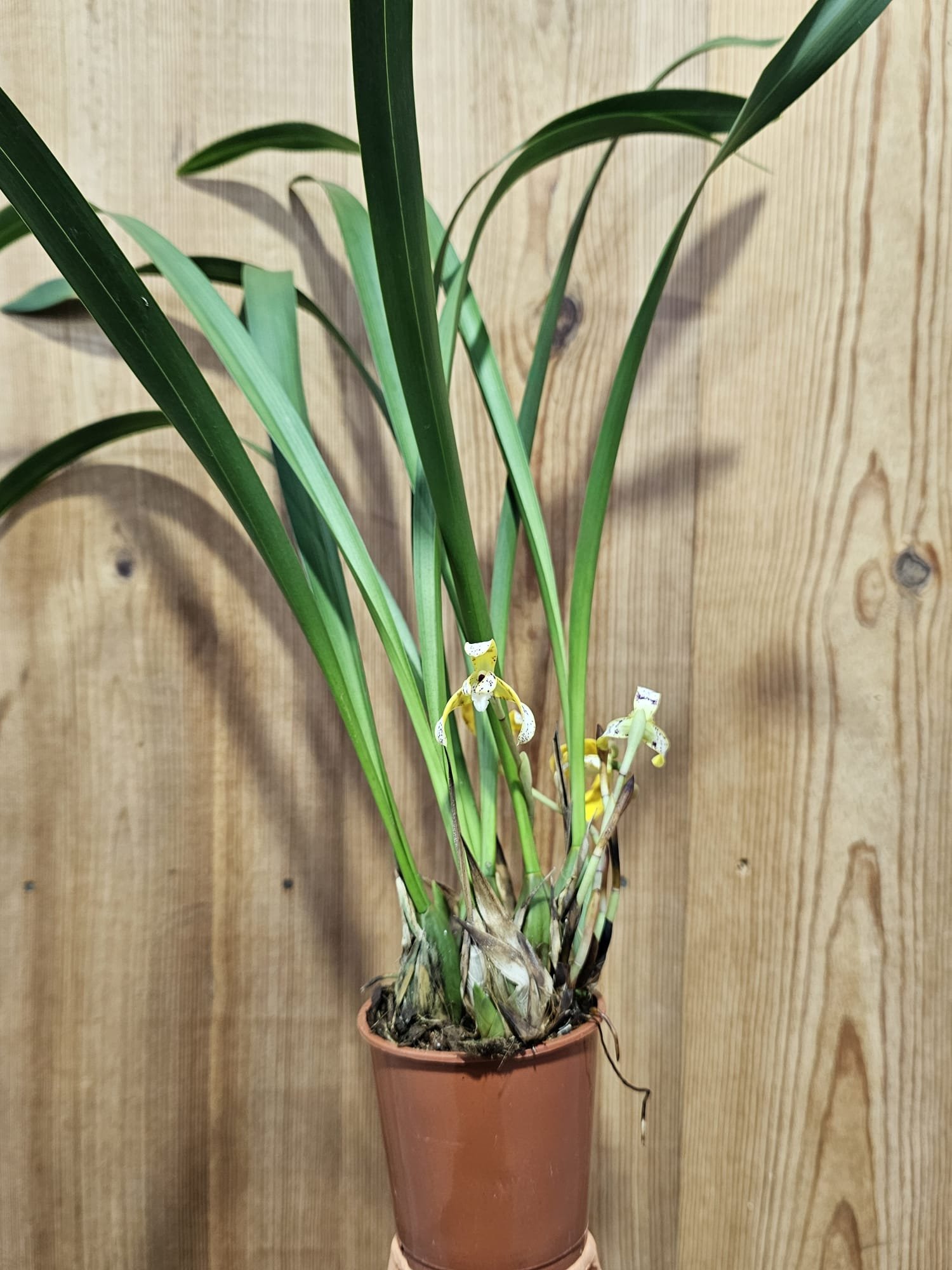 Maxillaria picturata - Imagen 2