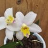 Orquídea Cattlianthe Fairyland Dogashima em floração