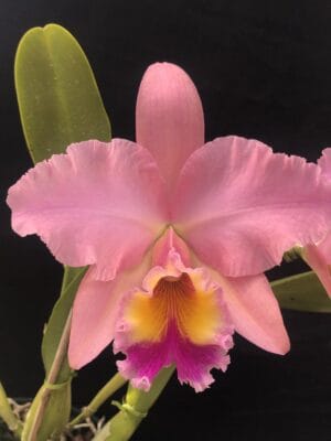 Rlc. George King Serendipity em floração exuberante com pétalas pêssego e aroma intenso