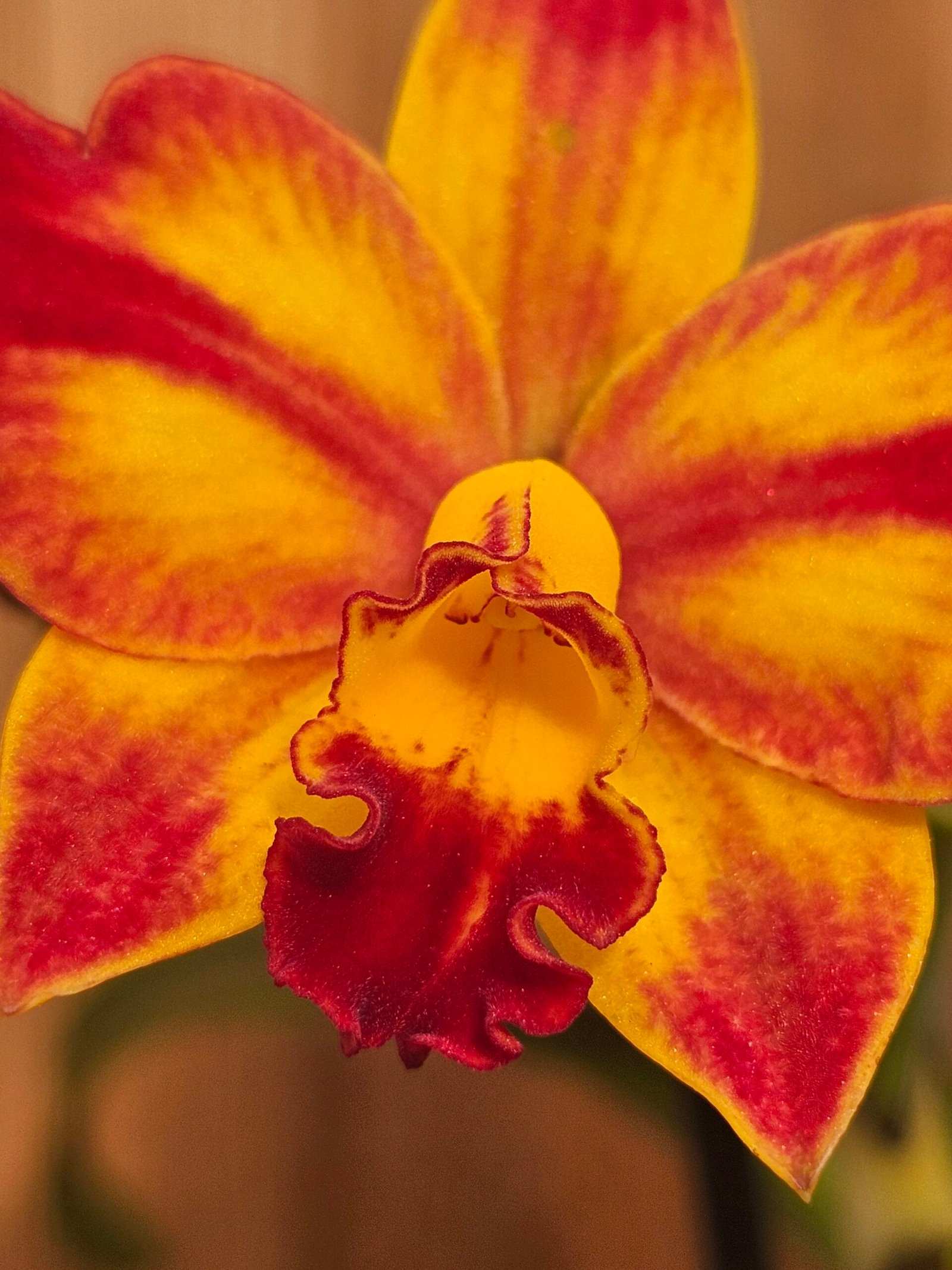 Cattlianthe Barefoot Mailman 'Exotic Sunset' - Image 3