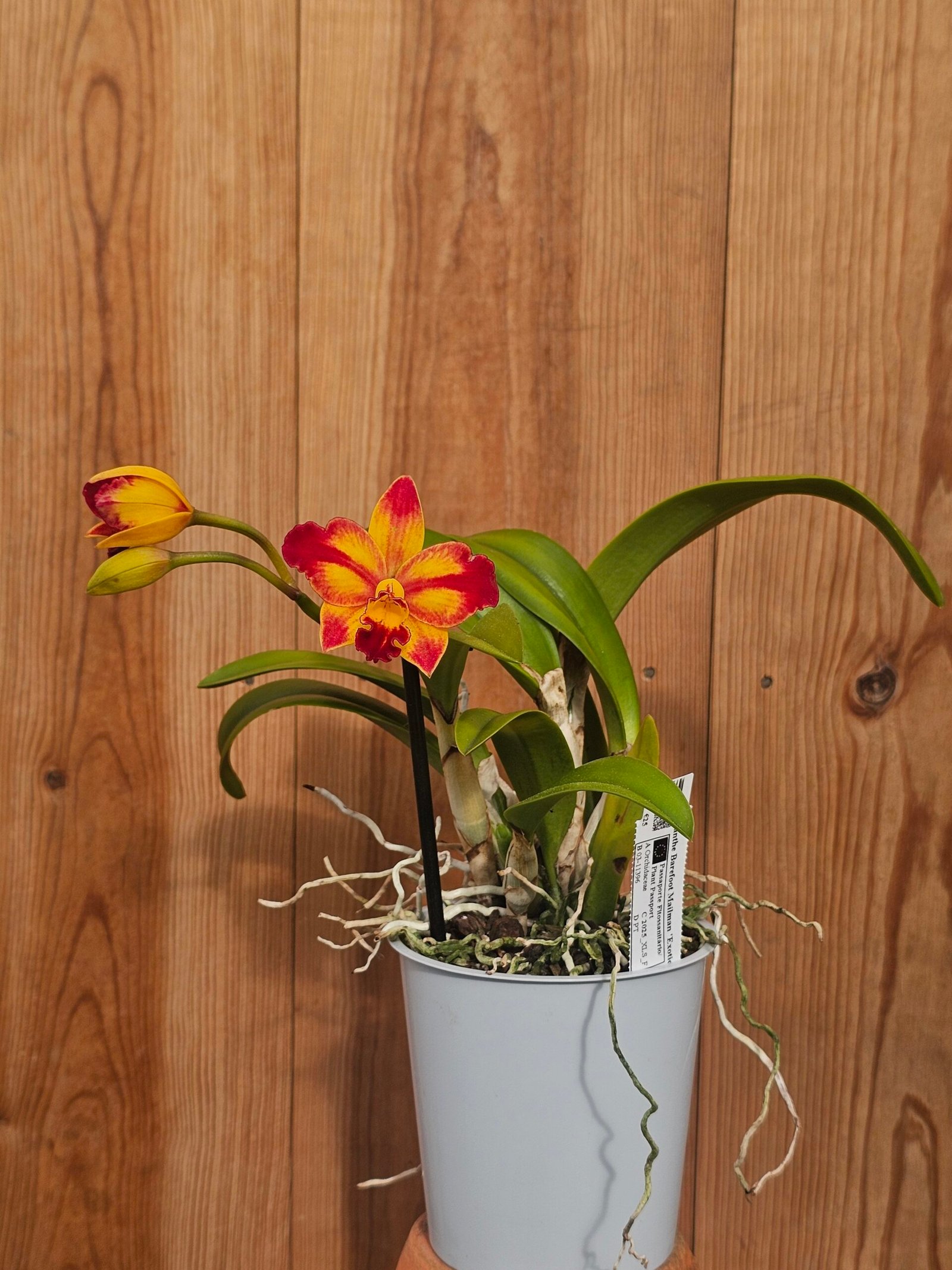 Cattlianthe Barefoot Mailman 'Exotic Sunset' - Image 4